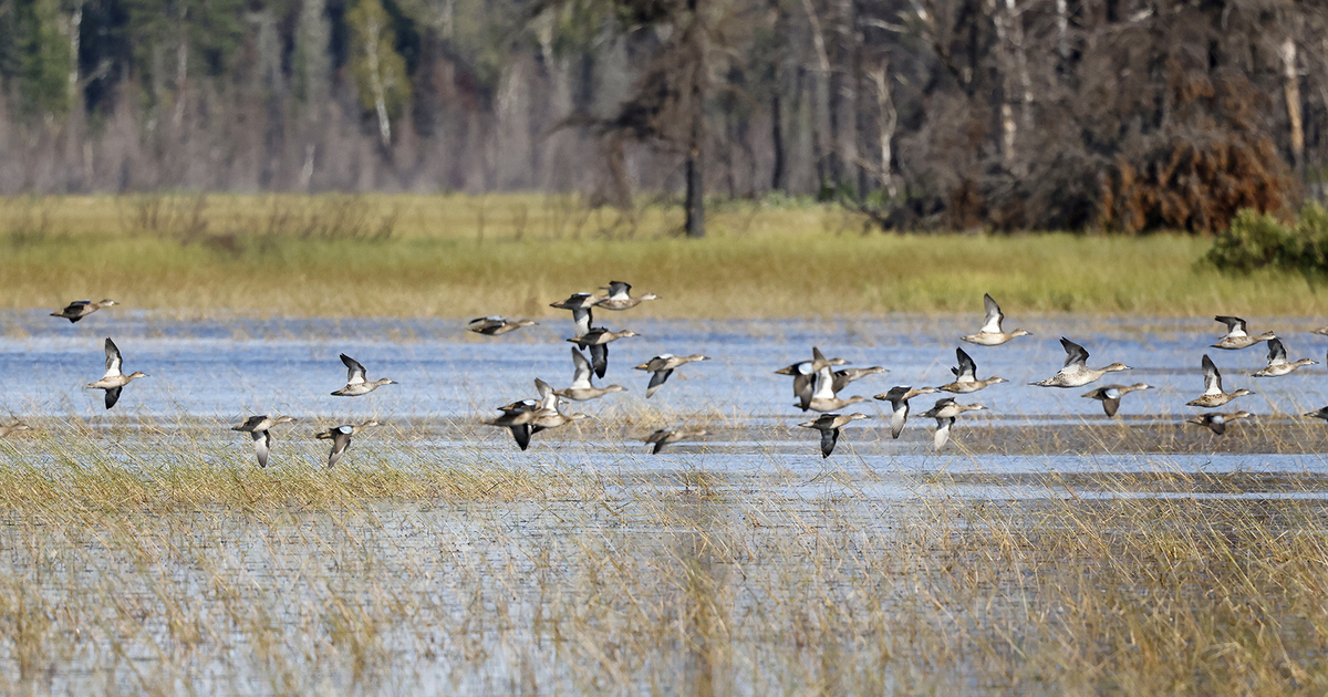 Migration Alert: Teal Hunting, Habitat Reports Vary Across the Great Lakes Region